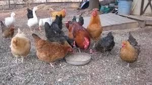 Teenager in Busia feeds chickens his cut genitals