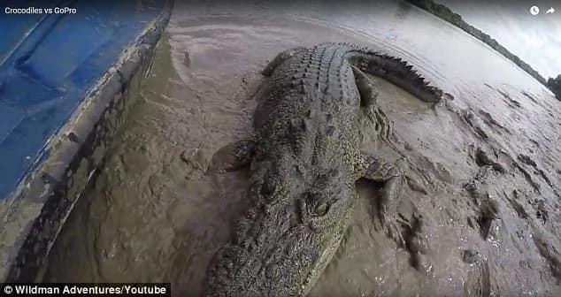 Tense moment massive a saltwater crocodile goes after fisherman’s GoPro camera, attempts to bite it
