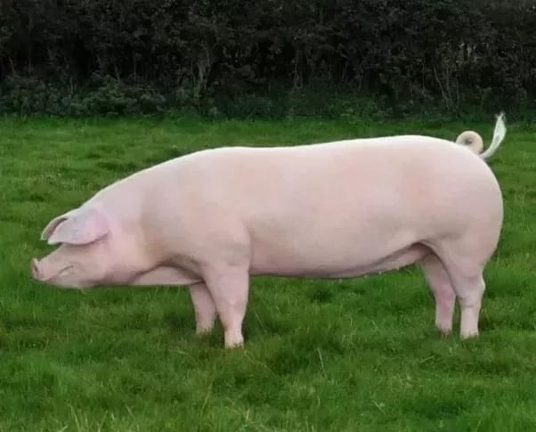 Pigs farming