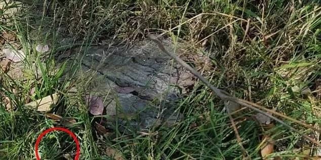 Can you see it? Man snaps one of the deadliest snake hiding in grass, but only a handful can actually spot it