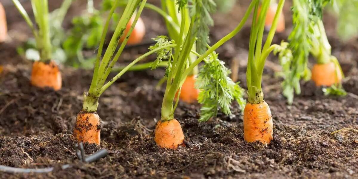 do carrots grow well in cold weather