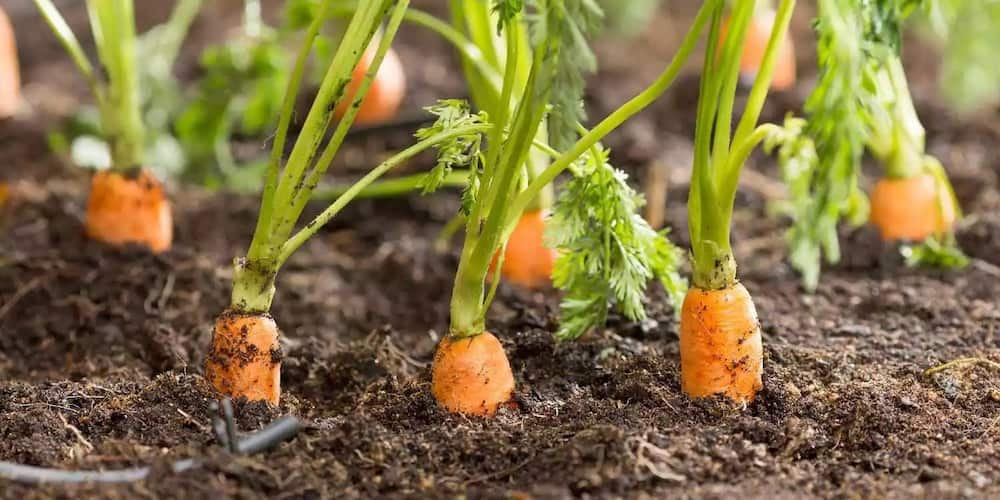 Carrot farming in Kenya