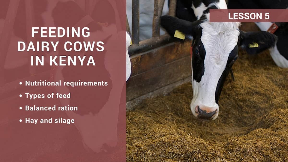 Feeding dairy cows in Kenya 