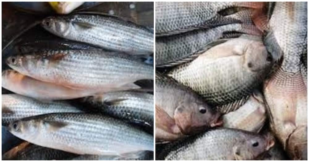 China threatens to stop SGR funding after Kenya bans Chinese fish imports