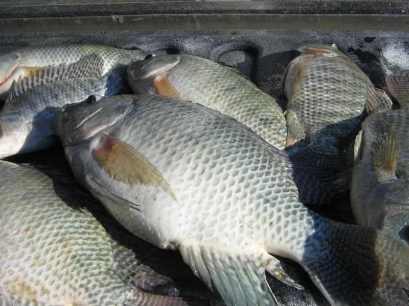 fish farming business plan in kenya