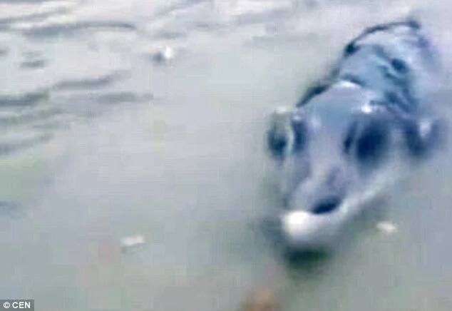 Fishermen film mutant crocodile-dolphine-whale creature