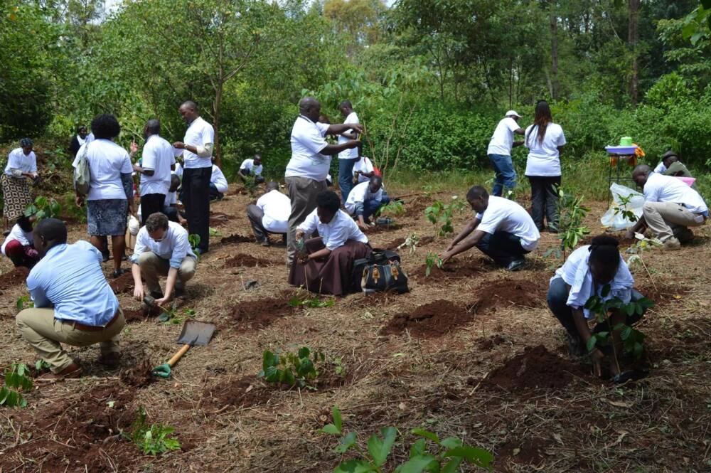 Karura Forest Activities: Discover What You Can Do in Karura Forest