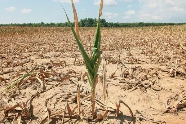 Kenya Meteorological Department warns of prolonged drought