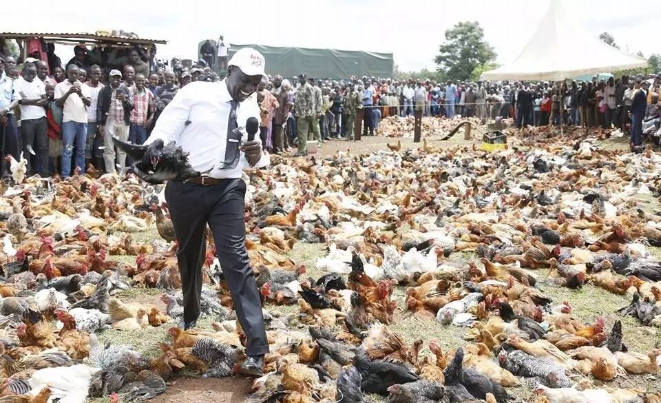 William Ruto goes back to his roots where he started as chicken seller, launches chicken auction