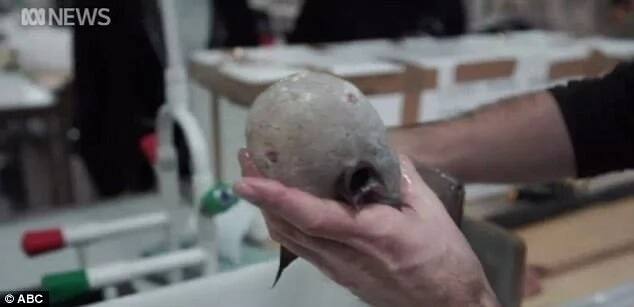 Scientists discover this VERY WEIRD fish with no face (photos)