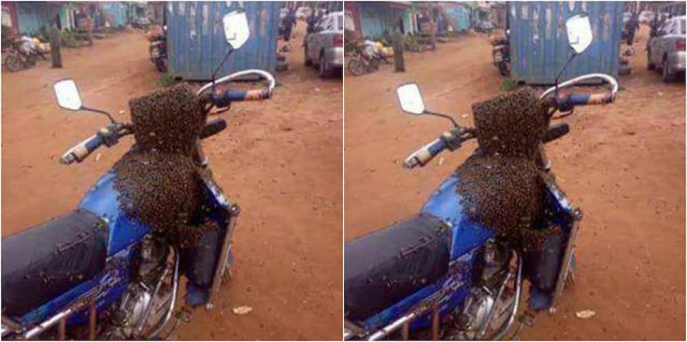 Witchcraft is real, Kamba man sends a swarm of bees to the man who robbed him