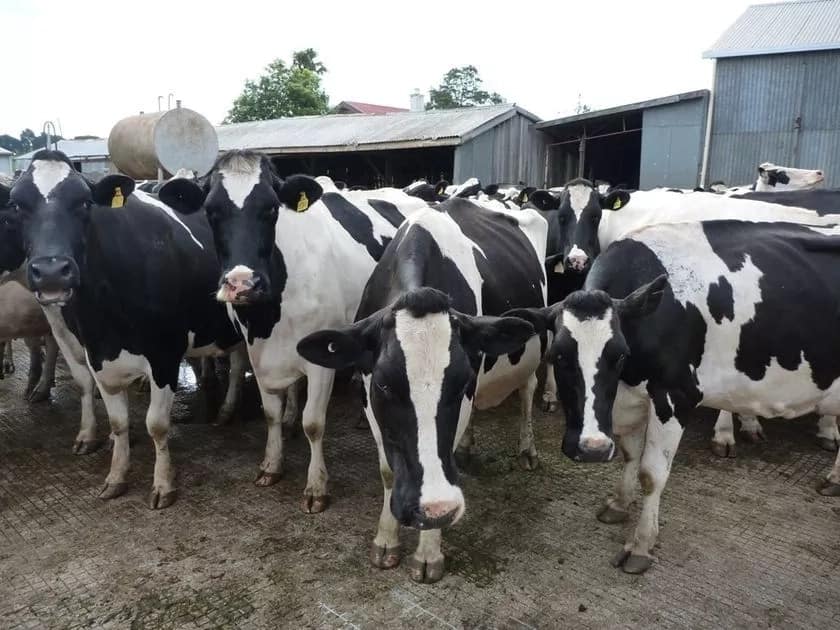 Dairy Farming in Kenya: How to Succeed in This Lucrative Business