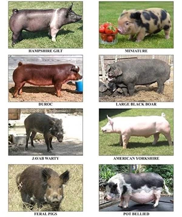 Породы свиней с фото и названиями