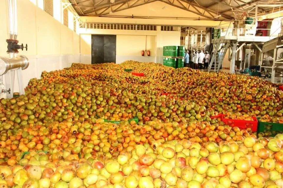 Makueni becomes first county to sell branded milk, process mangoes