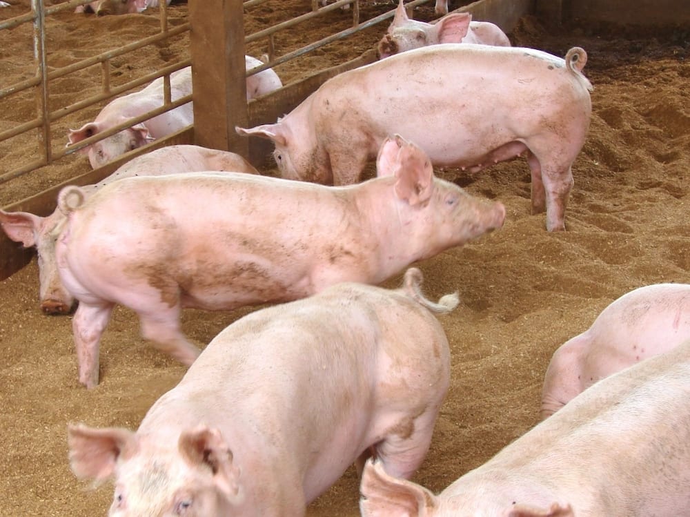 pig farming in Kenya