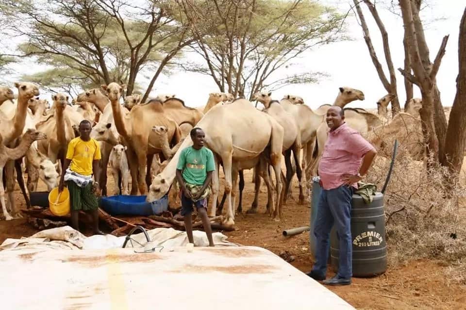 Aden Duale drinks milk straight from a camel