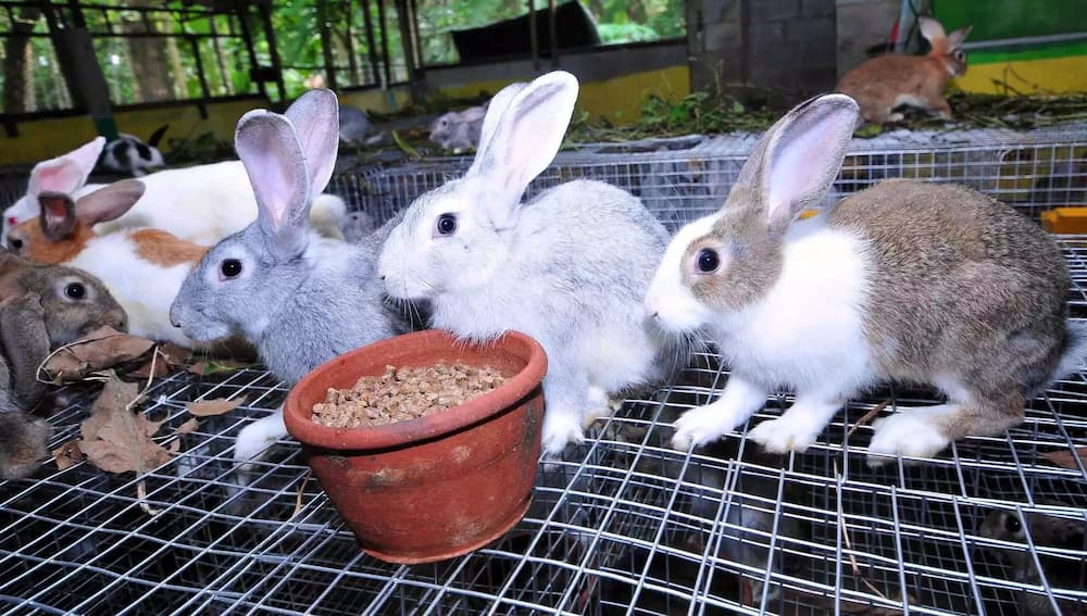 Rabbit farming in Kenya - rabbit buyers in Kenya