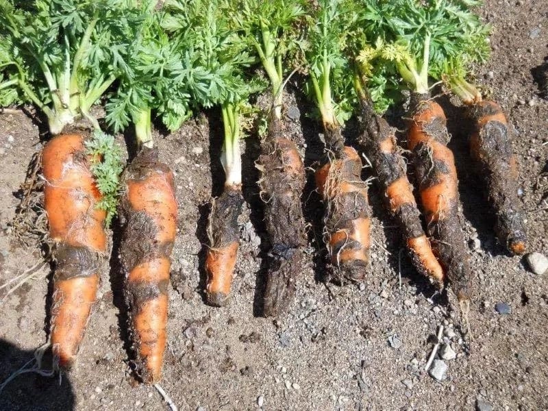 Carrot farming in Kenya