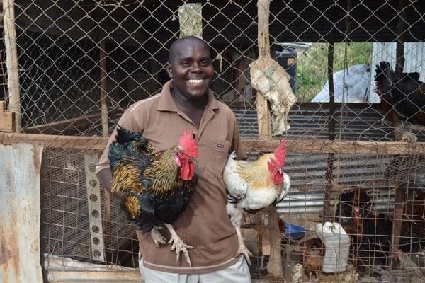Success stories of poultry farming in Kenya