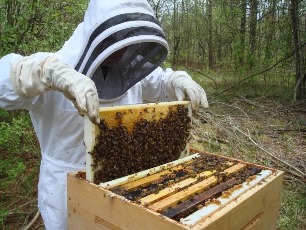 How to start bee keeping in Kenya