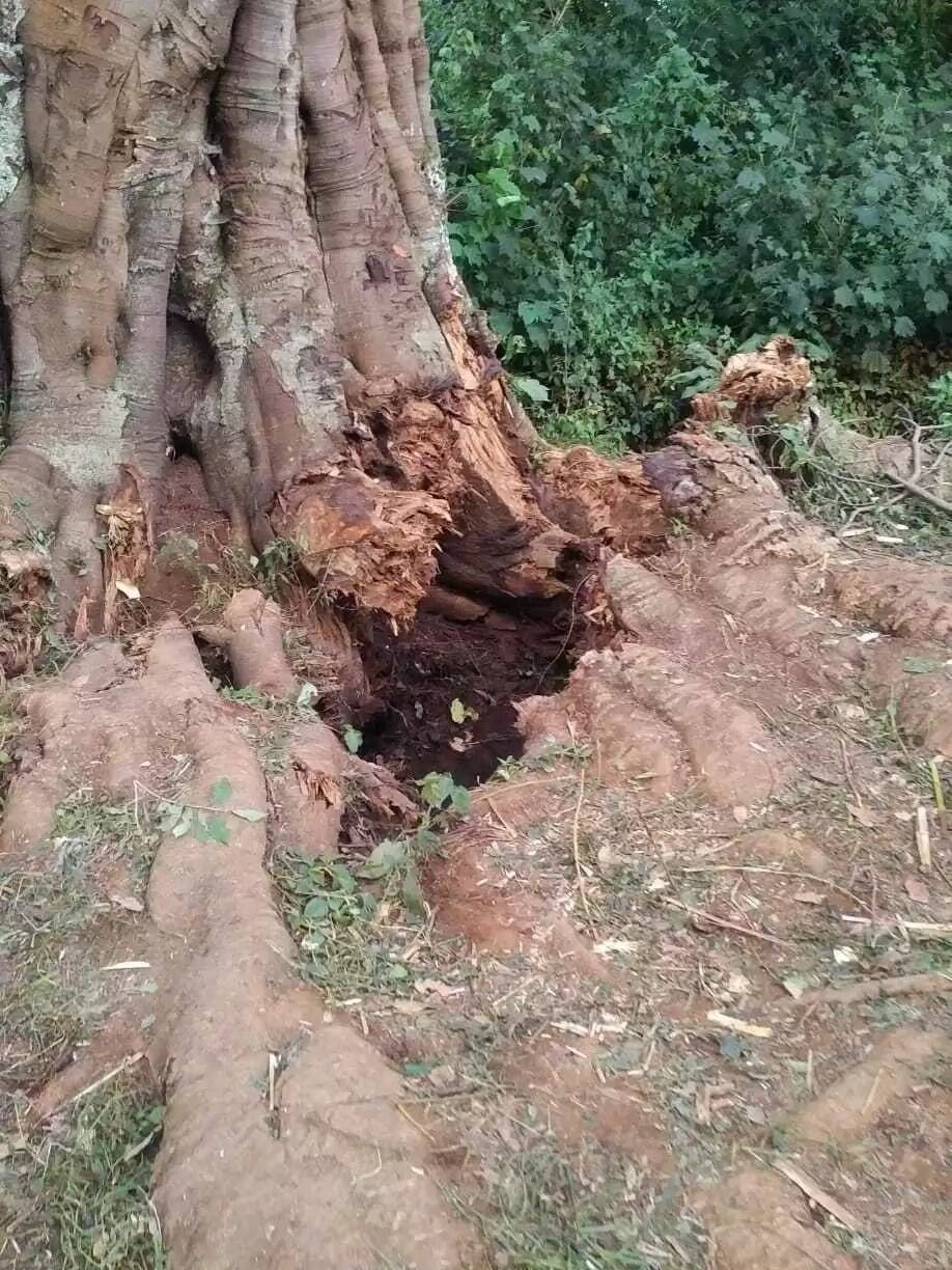 Mugumo tree falls, rises again in Uasin Gishu sparking heated debate