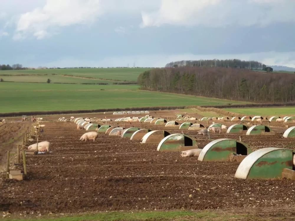 Commercial pig farming in Kenya