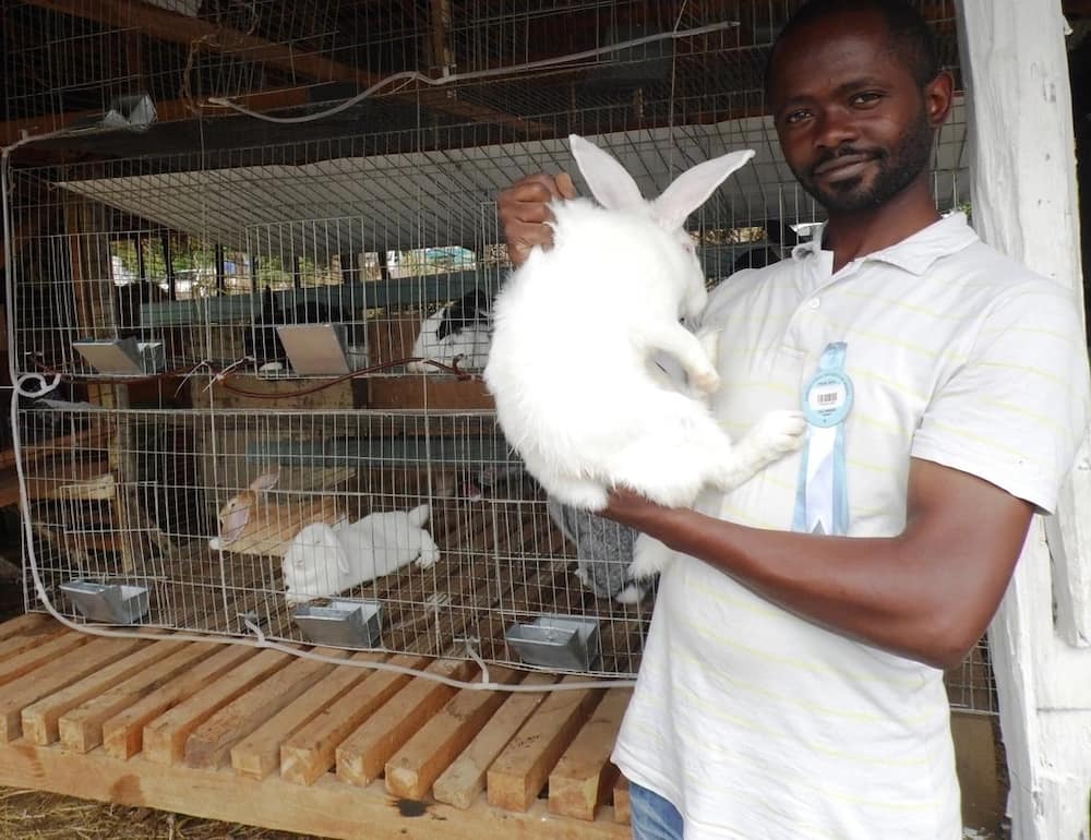 Success stories on rabbit farming in Kenya,commercial rabbit farming in kenya,Rabbit contract farming