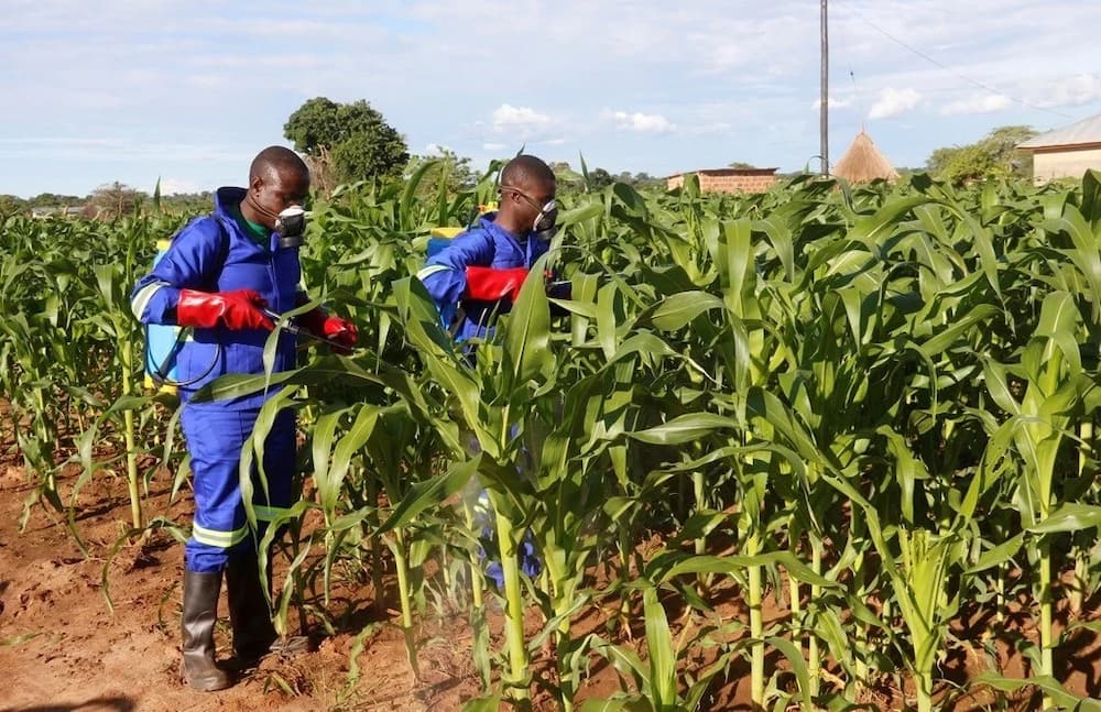 maize farming kenya