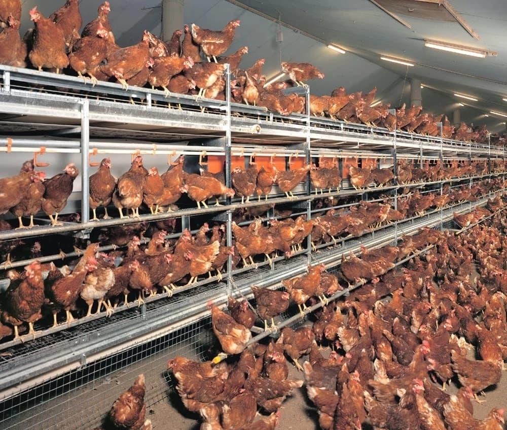 Download Poultry farming in Kenya