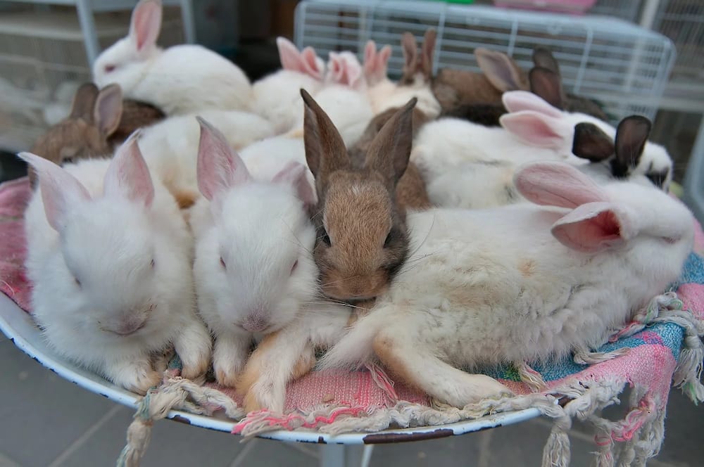 Rabbit farming in Kenya - rabbit buyers in Kenya