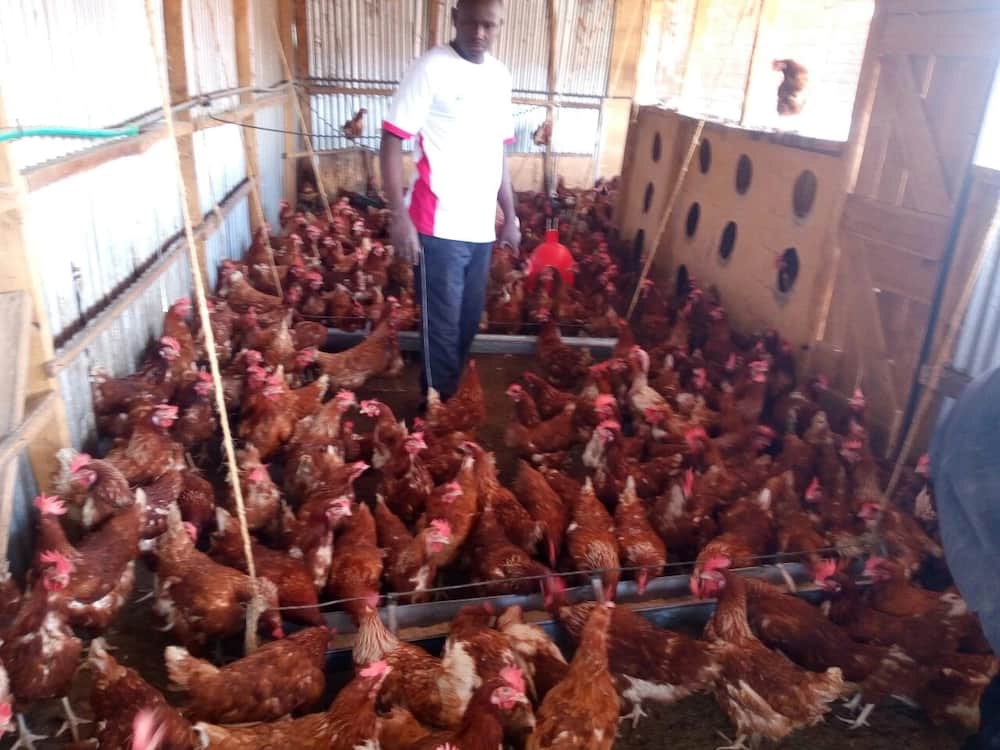 Poultry farming in Kenya