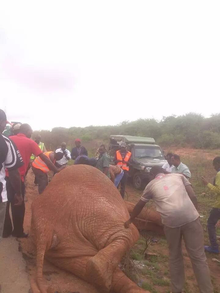 Elephant killed by speeding Miraa truck