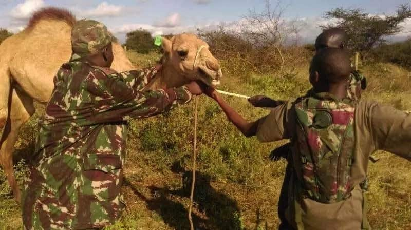 Police training camels to be used in fighting al-Shabaab on Kenya-Somali border