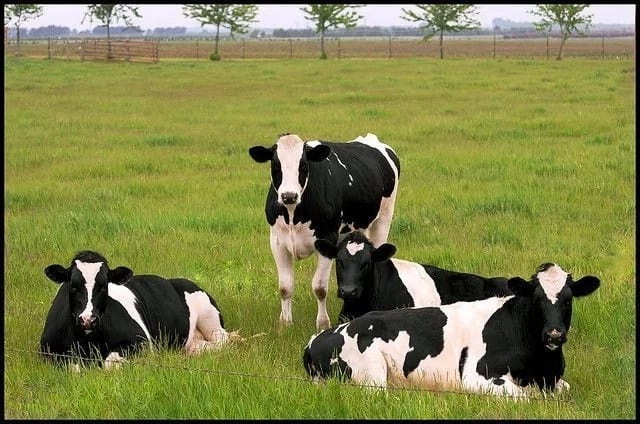 dairy farming terms