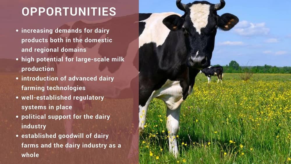 How to start successful dairy farming in Kenya