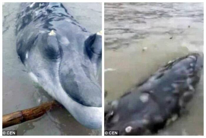 Fishermen film mutant crocodile-dolphine-whale creature