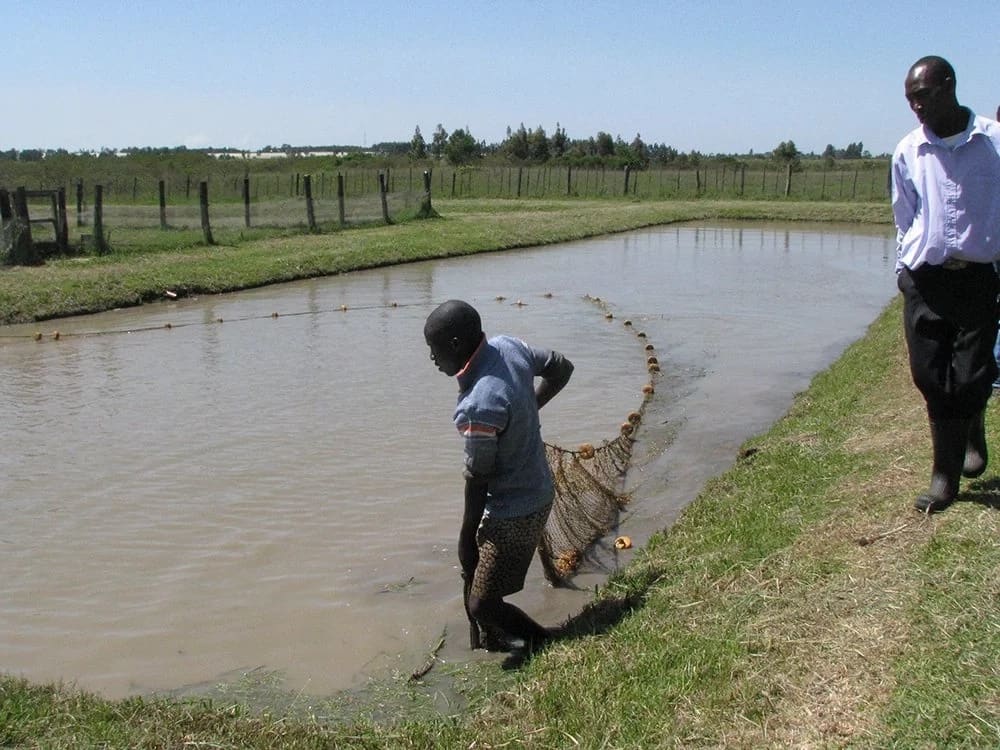 fish farm business plan kenya