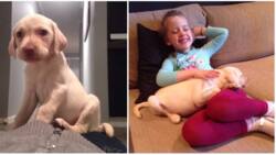 Girl is reunited with her stolen puppy after thieves who regretted what they had done returned it