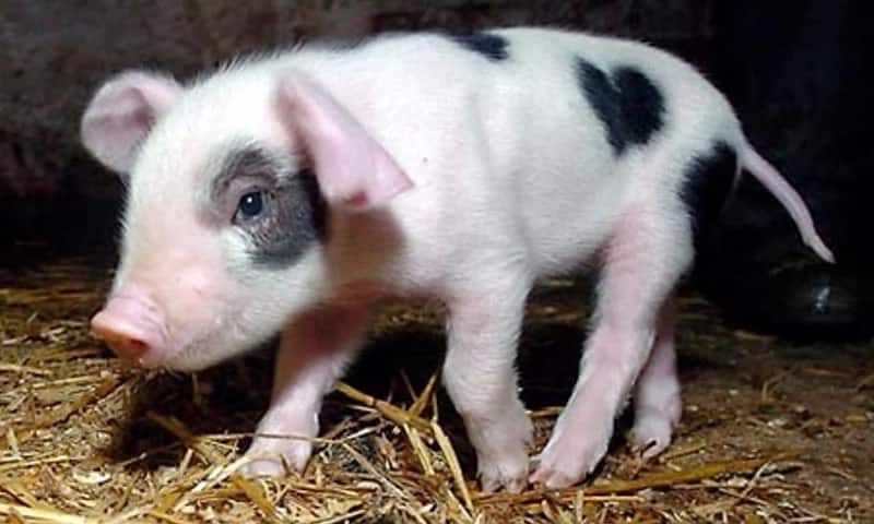 is pig farming profitable in kenya