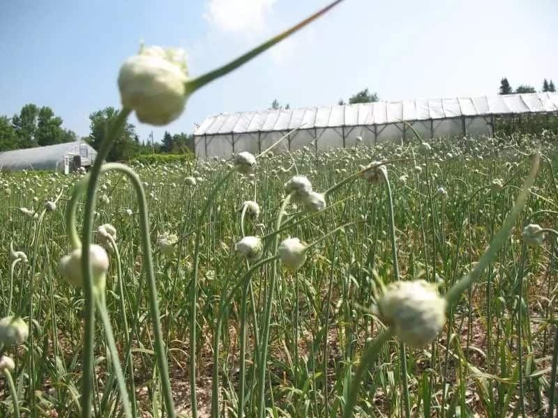 Garlic farming in Kenya how to plant garlic? Tuko.co.ke