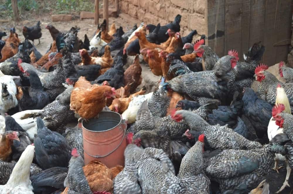 Small scale poultry farming
Is poultry farming profitable in kenya?
Poultry farming structures