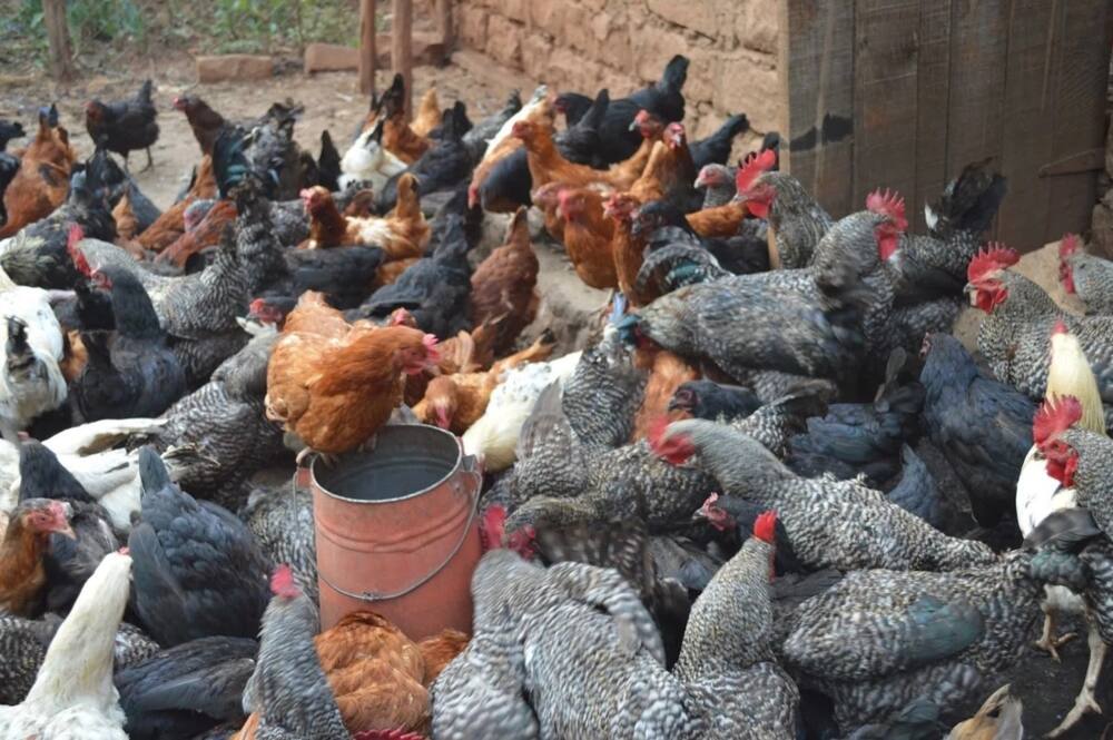 poultry keeping business plan in kenya