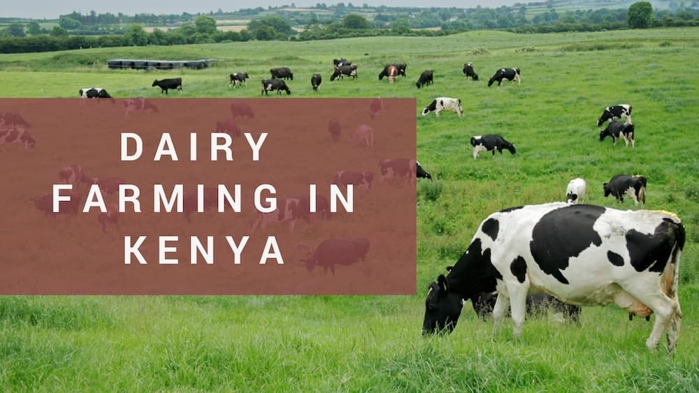 successful dairy farmers in kenya, dairy farming, dairy farms in kenya