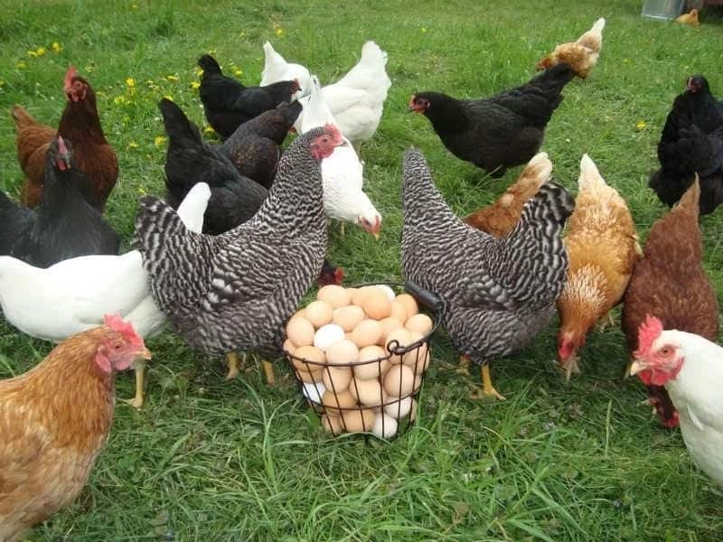 Success stories of poultry farming in Kenya