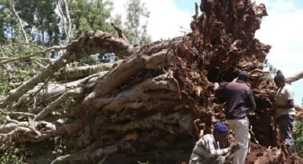 Mti mwingine aina ya Mugumo waanguka, Jamii ya Wagikuyu yajawa na wasiwasi