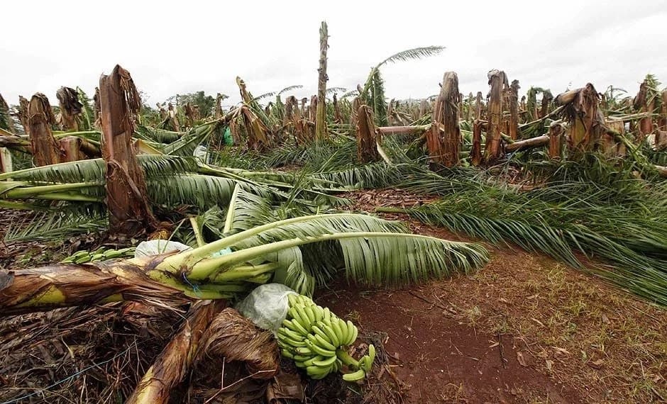 Farmers in fear after mysterious 'sprirt' creature destroys banana trees