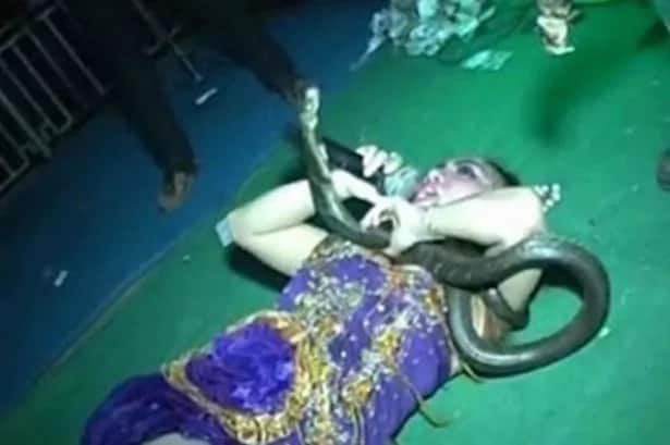 Singer dies during performance after king cobra bites her in leg