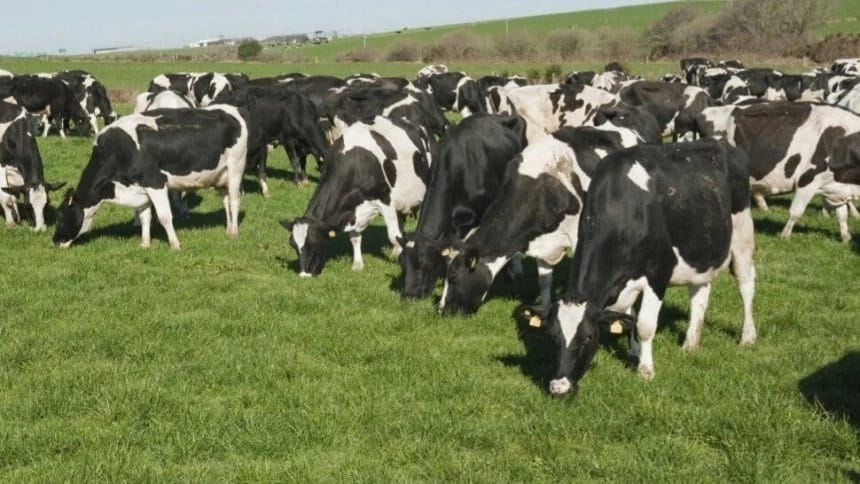 Milk production in Kenya