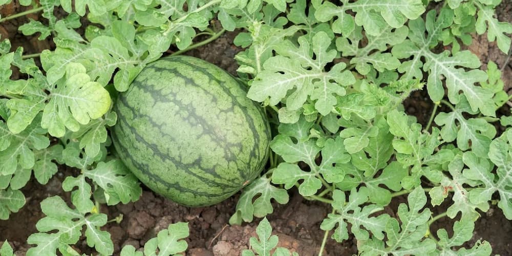 Areas suitable for watermelon farming in Kenya