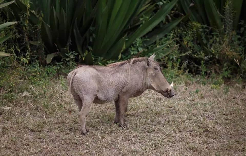 Mark Zuckerberg blown away by Kenya's nature